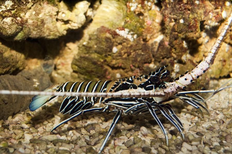 Spiny Blue Lobster (Panulirus versicolor) in Aquarium